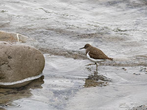 <h3><a href="/trips/ebro/biota/animalia/chordata/aves/024 charadriiformes/015 scolopacidae/actitis hypoleucos/actitis hypoleucos-nl.html">Actitis&nbsp;hypoleucos</a> / Common&nbsp;sandpiper / Oeverloper</h3>OM-1 Mark II met OLYMPUS M.300mm F4.0, 1/2000 sec  bij F4.0, ISO 800